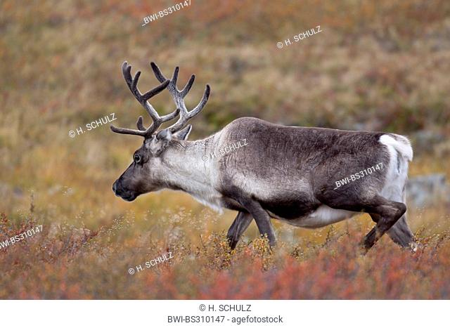 European reindeer, European caribou (Rangifer tarandus tarandus), hind walking through tundra, Sweden, Vaesterbotten