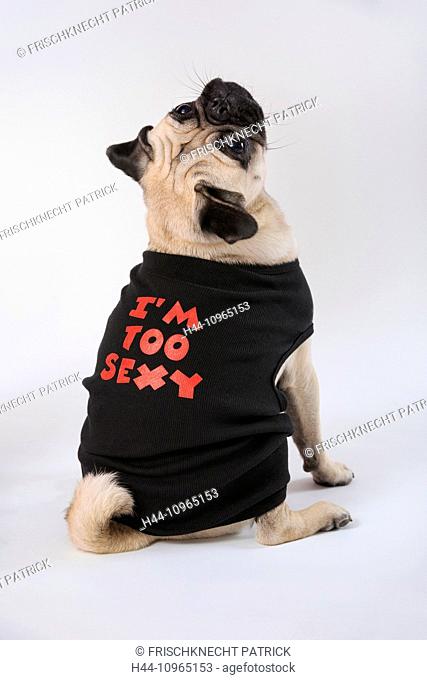 Isolated, domestic animal, pet, domestic animals, pets, dog, dogs, clothes,  clothing, clothes, pug, Stock Photo, Picture And Rights Managed Image. Pic.  H44-10965153 | agefotostock