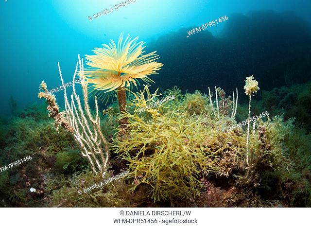 Spiral Tube Worm on Reef, Spirographis spallanzani, Cap de Creus, Costa Brava, Spain
