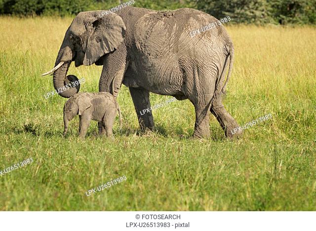 Adult elephant with very young baby elephant, side view as they walk in long grass, with woodland beyond, Maasai Mara, Kenya