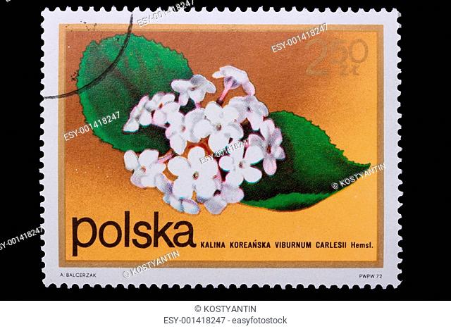 Poland - CIRCA 1972: A stamp - Koreanspice viburnum
