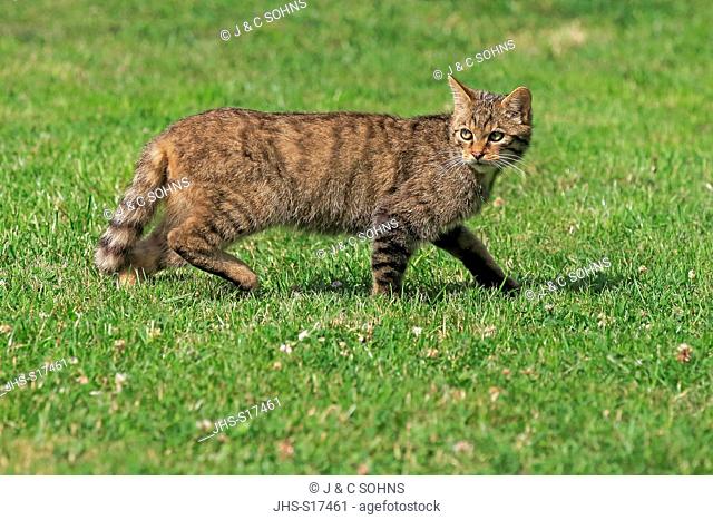Scottish Wildcat, (Felis silvestris silvestris), adult stalking, Surrey, England, Europe