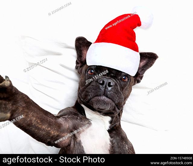french bulldog santa claus dog taking a selfie in bed at christmas holidays wearing a red hat