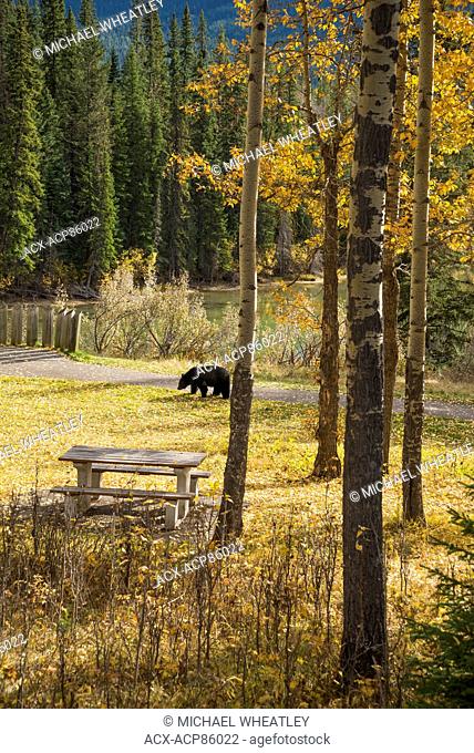 Black bear in picnic area, Bow Valley Parkway, Banff National Park, Alberta, Canada