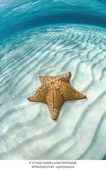 Starfish in Lagoon, Oreaster reticulatus, Turneffe Atoll, Caribbean, Belize