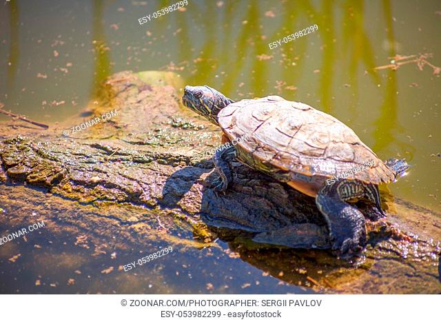 turtle at the pond on a log. background