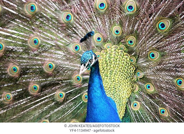 Indian Peacock Pavo cristatus displaying his colourful feathers close up
