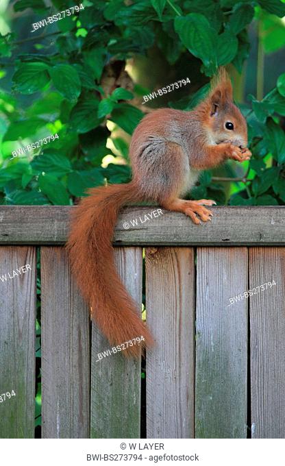 European red squirrel, Eurasian red squirrel Sciurus vulgaris, sitting on a garden fence feeding, Germany