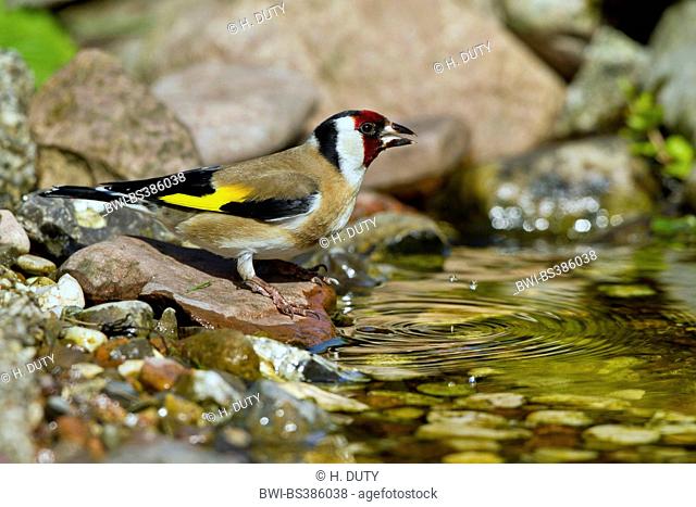 Eurasian goldfinch (Carduelis carduelis), drinking Eurasian goldfinch, Germany, Mecklenburg-Western Pomerania