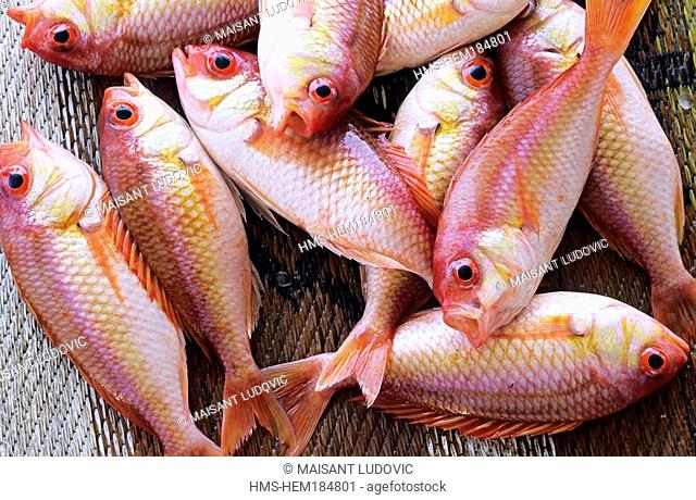 Oman, Matrah, fish market, stall with soldierfish Myripristis sp