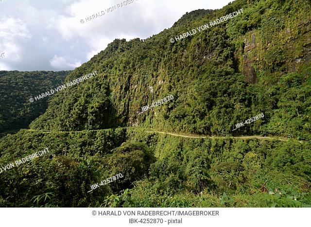 Death road winding through the subtropical rainforest, Camino de la Muerte, Yungas road between La Paz and Coroico, Bolivia