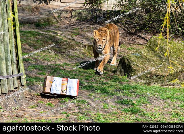 21 March 2022, North Rhine-Westphalia, Münster: On her 24th birthday, the lioness ""Zeta"" stands in front of a box of meat bones, her birthday present