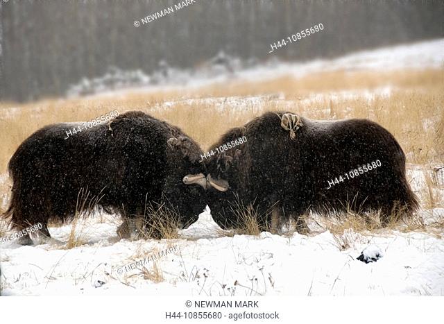 10855680, Muskox, Ovibos moschatos, Yukon wildlife