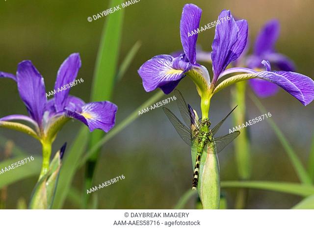 Eastern Pondhawk (Erythemis simplicicollis) female on Blue Flag Iris (Iris virginica) Marion Co. IL Illinois