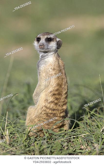 Suricate (Suricata suricatta). Always alert to the possible attack of a predator. While watching the rest of the group is dedicated to hunt all kinds of insects