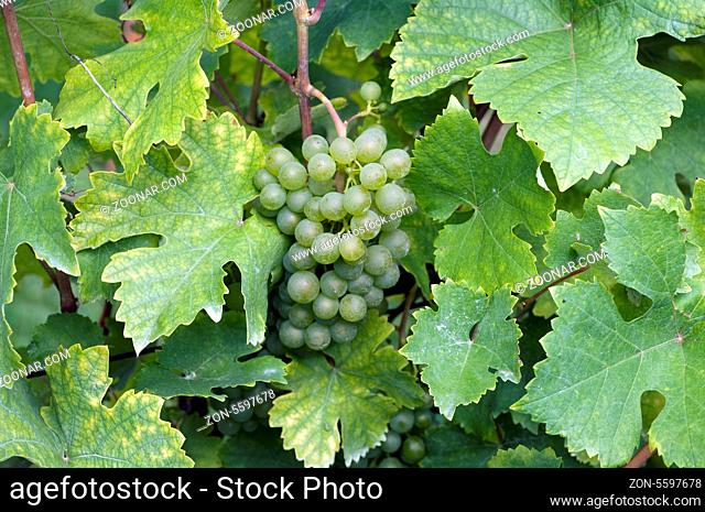 Gruener Veltiner, Weisse Weintrauben, Wein, Weinpflanzen, Reben, Fruechte, Beeren, Obst