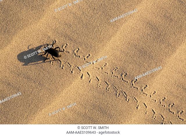 Darkling Beetle (Eleodes) Leaving Tracks in Sand Dune; Little Sahara Recreation Area, Utah