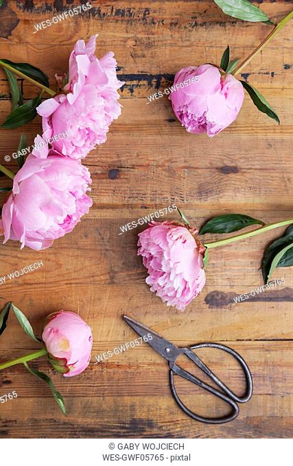 Pink peonies and scissors on wood