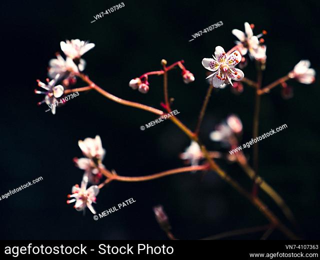 Close up of Saxifraga 'Urbium', London Pride, flower in garden against dark background