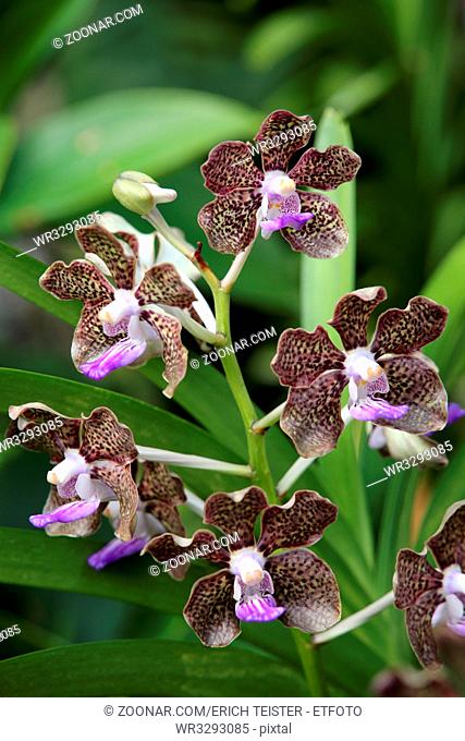 Orchideen-Hybride Papilionanda Mimi Palmer, Nationaler Orchideen-Garten, Singapur