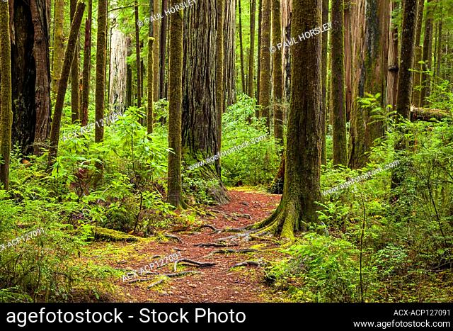 Trail through redwood forest. Jedediah Smith State Park, California, USA