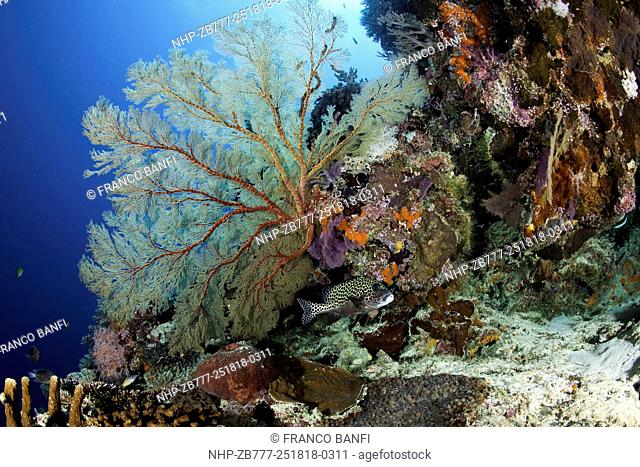 Sea fan, Melithaea sp. , Tubbataha Natural Park, Natural World Heritage Site, Sulu Sea, Cagayancillo, Palawan, Philippines