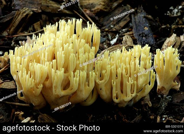 Yellow Tipped Coral, North Rhine-Westphalia, Germany (Ramaria formosa)