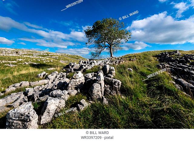 Tree and limestone pavement above Malham, Yorkshire Dales, Yorkshire, England, United Kingdom, Europe