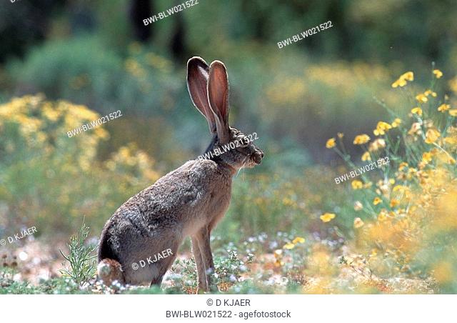 black-tailed jack rabbit Lepus californicus