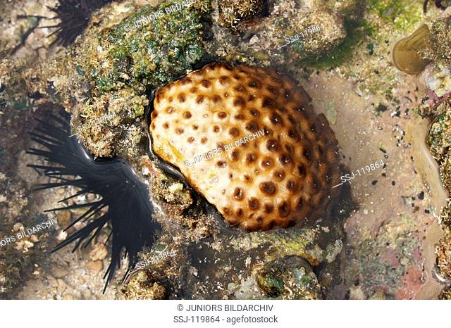 soft coral , sea urchin - left / Alcyoniidae , Echinidae