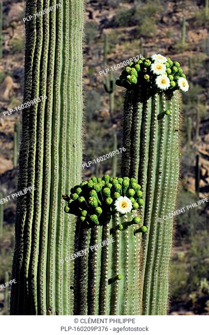 Saguaro cacti (Carnegiea gigantea / Cereus giganteus / Pilocereus giganteus) blooming, showing buds and white flowers, Sonoran desert, Arizona, USA