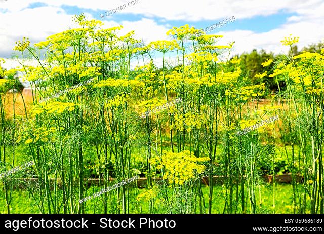 Dill grows in the vegetable garden in summer