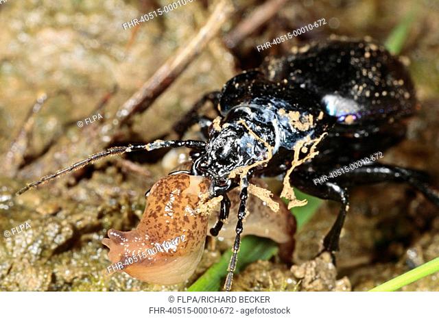 Violet Ground Beetle Carabus violaceus adult, feeding on slug, Powys, Wales