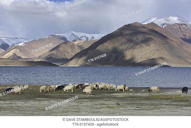 Goats grazing along Pangong Lake, the jewel of Ladakh, India