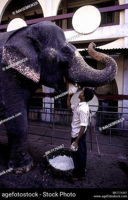 Feeding the temple elephant of Sri Manjunatha Temple Dharmasthala near Mangalore, Karnataka, India, Asia