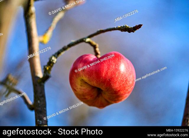 Ripe apple (Malus) on the tree, Slovakia