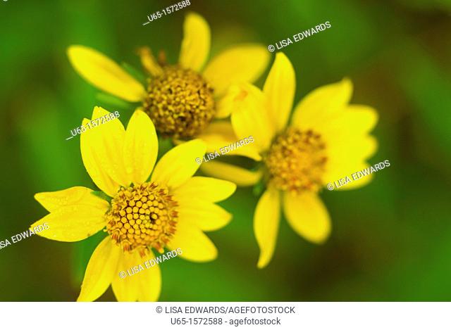 Yellow wildflowers, Lake Alice, Wyoming, USA