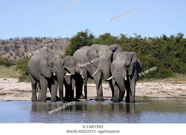 African elephant Loxodonta africana, herd at water place, Botswana, Chobe National Park, Savuti Reservat
