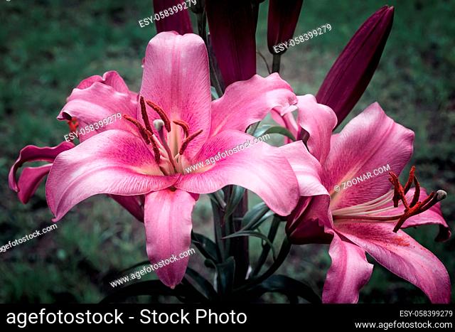 Two beautiful purple Lily flower on green leaf background. Presented close-up