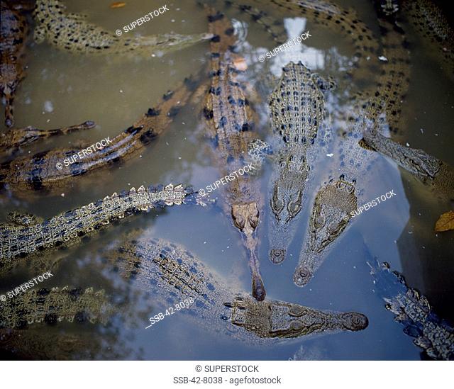 High angle view of crocodiles in a pool of water