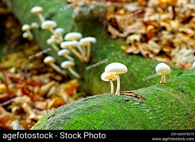 Buchenschleimruebling Oudemansiella mucida im Herbstwald - porcelain fungus or Oudemansiella mucida in autumn forest