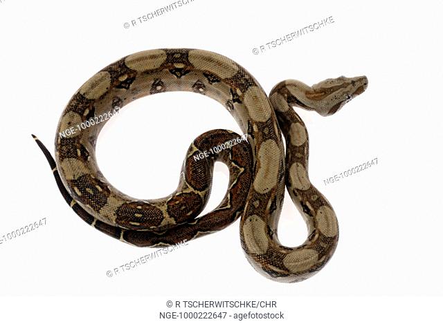 Red Tailed Boa, Boa constrictor