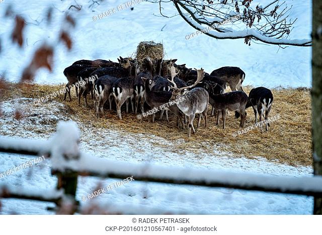 The Red deers and fallow deers herd in deer-park by Skalice near Ceska Lipa, Northern Bohemia, Czech Republic, on January 21, 2016