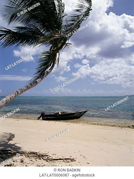 Palm tree and boat along shoreline