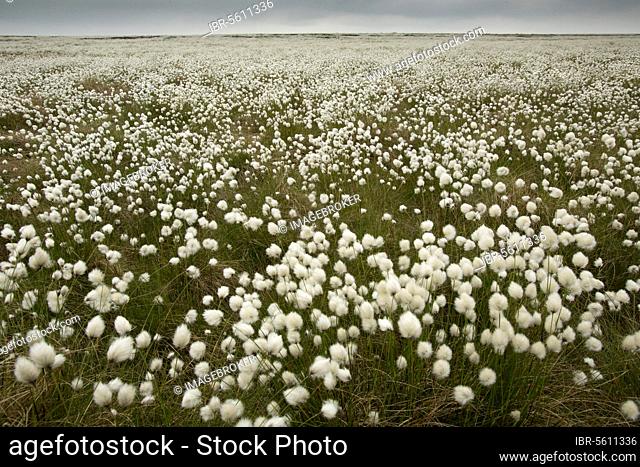 Harestail Cotton-grass (Eriophorum vaginatum) flowering mass, growing on moorland habitat, Peak District, Derbyshire, England, United Kingdom, Europe