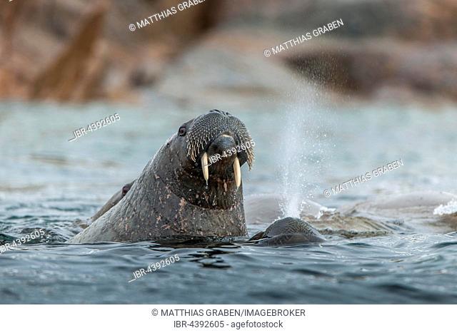 Walrus (Odobenus rosmarus) in the water, Svalbard, Spitsbergen, Norway