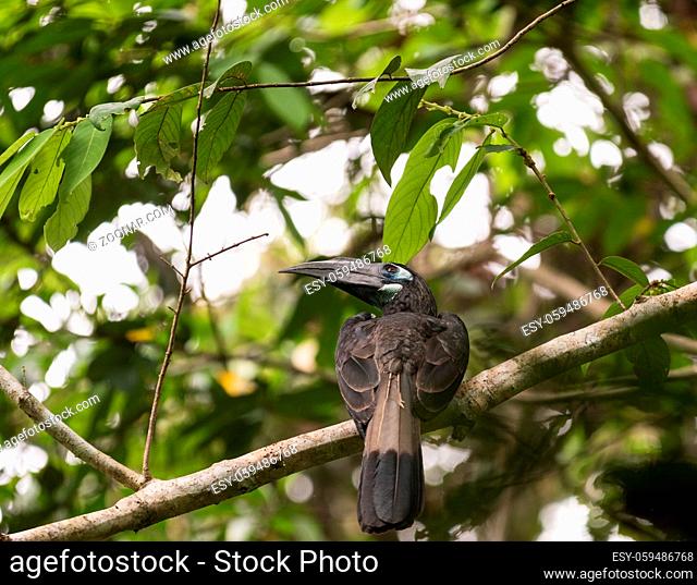 Bushy-Crested Hornbill in the wild in Sepilok, Sabah, Borneo, Malaysia