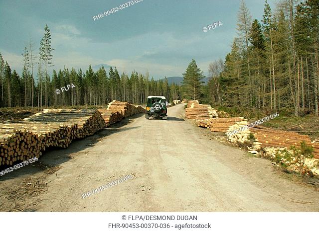 Timber harvest, felled pine trees beside track with Land Rover, Rothiemurchus Estate, Cairngorms N P , Highlands, Scotland