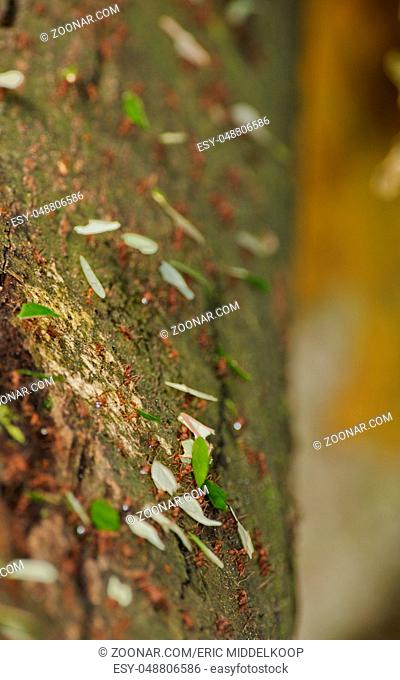 Leaf-cutter Ant, Esquinas Rain Forest, Costa Rica