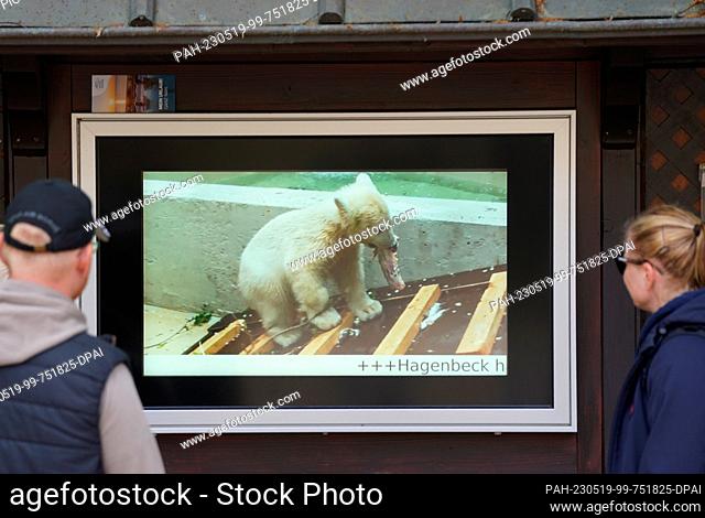 19 May 2023, Hamburg: Visitors to Hagenbeck Zoo watch video footage of the baby polar bear on a monitor. The little polar bear girl in Hamburg's Hagenbeck Zoo...